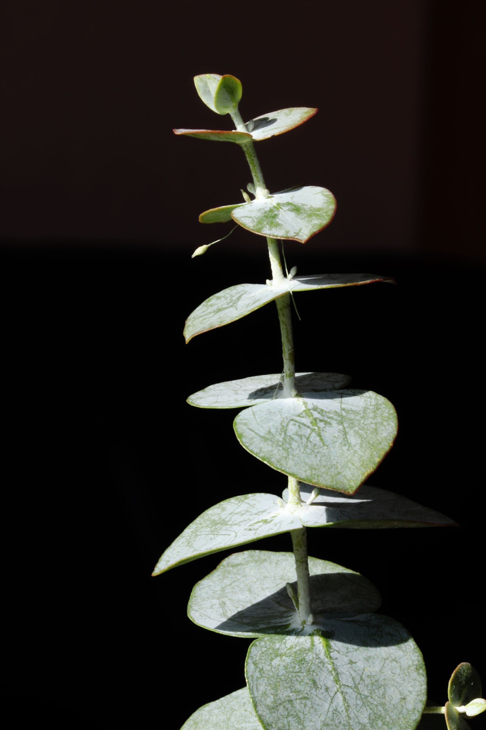 Canon EOS 800D (EOS Rebel T7i / EOS Kiss X9i) sample photo. Flowers, beauty, nature photography