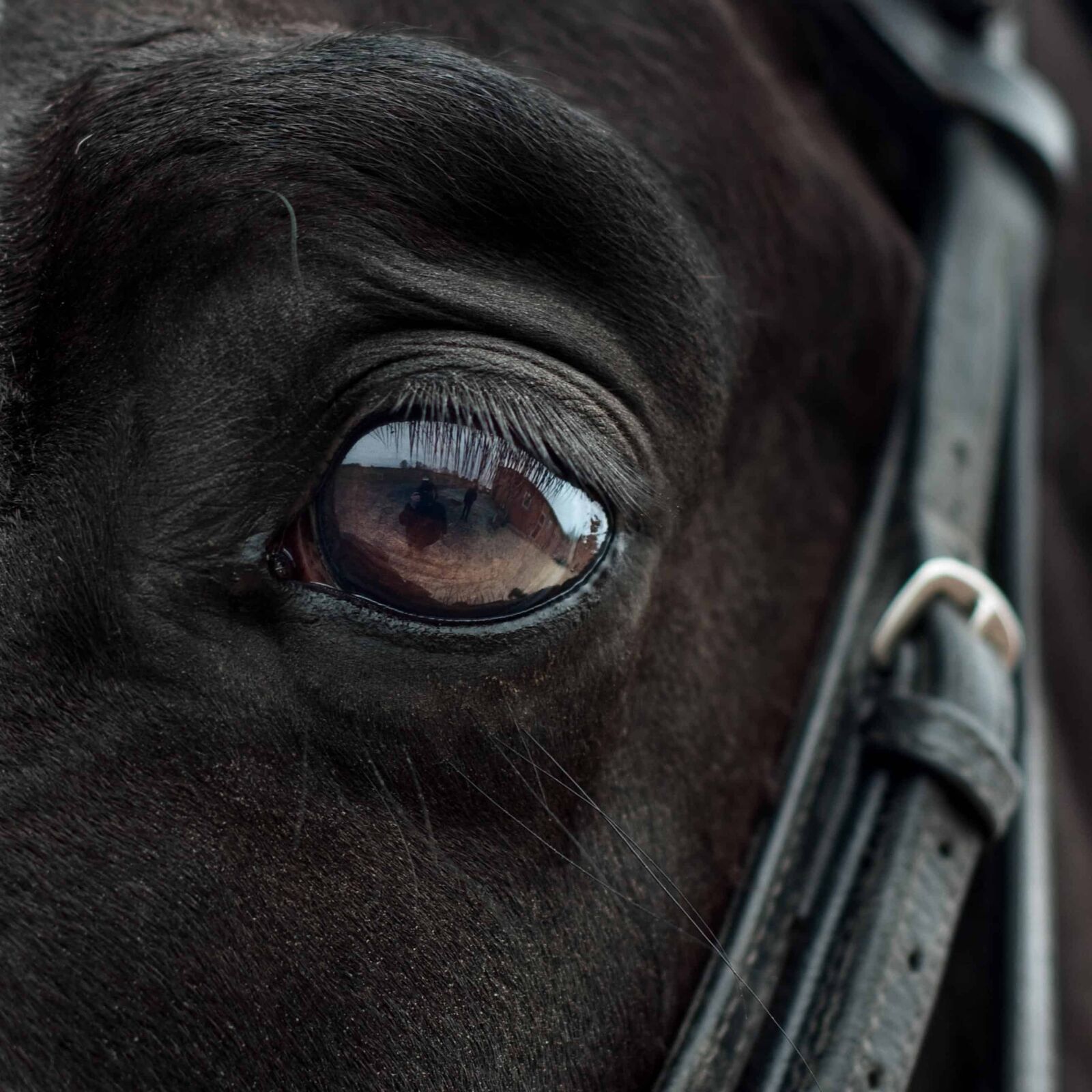 Nikon D300 sample photo. Eye, animal, belt, black photography