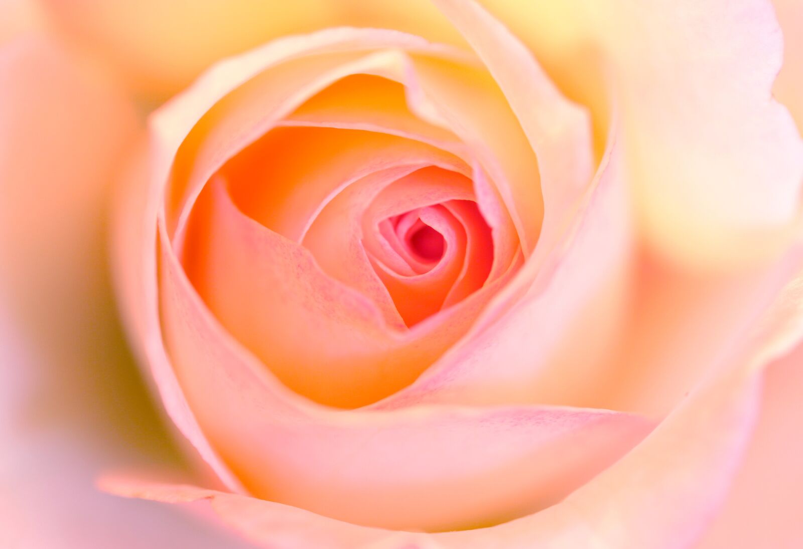 Canon EOS 30D sample photo. Rose, closeup, cream photography