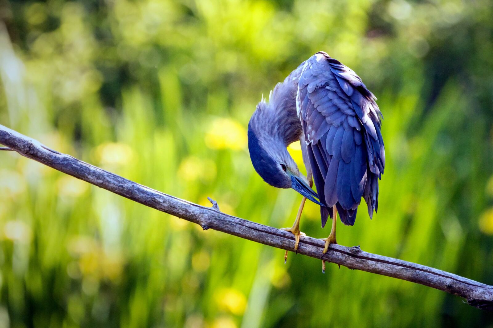 Canon EOS 70D sample photo. Nature, colorful, forest, bird photography
