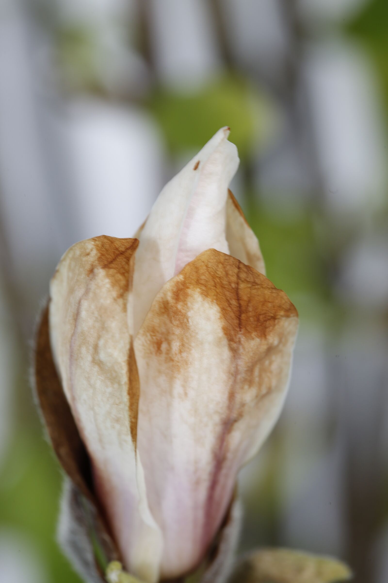 Canon EF 100mm F2.8L Macro IS USM sample photo. Spring, bud, sprout photography
