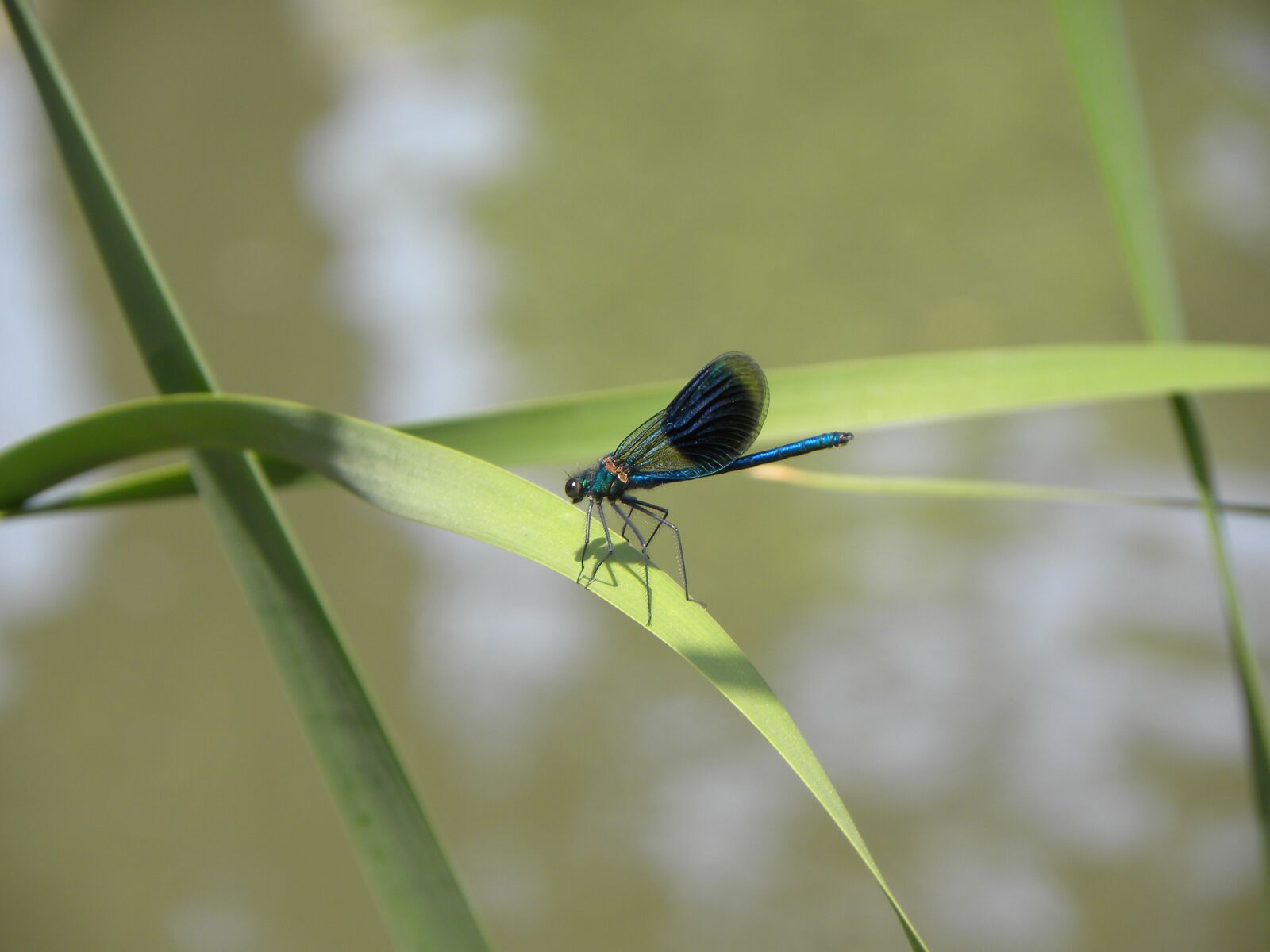 Nikon Coolpix P90 sample photo. Macro, dragonfly, summer photography