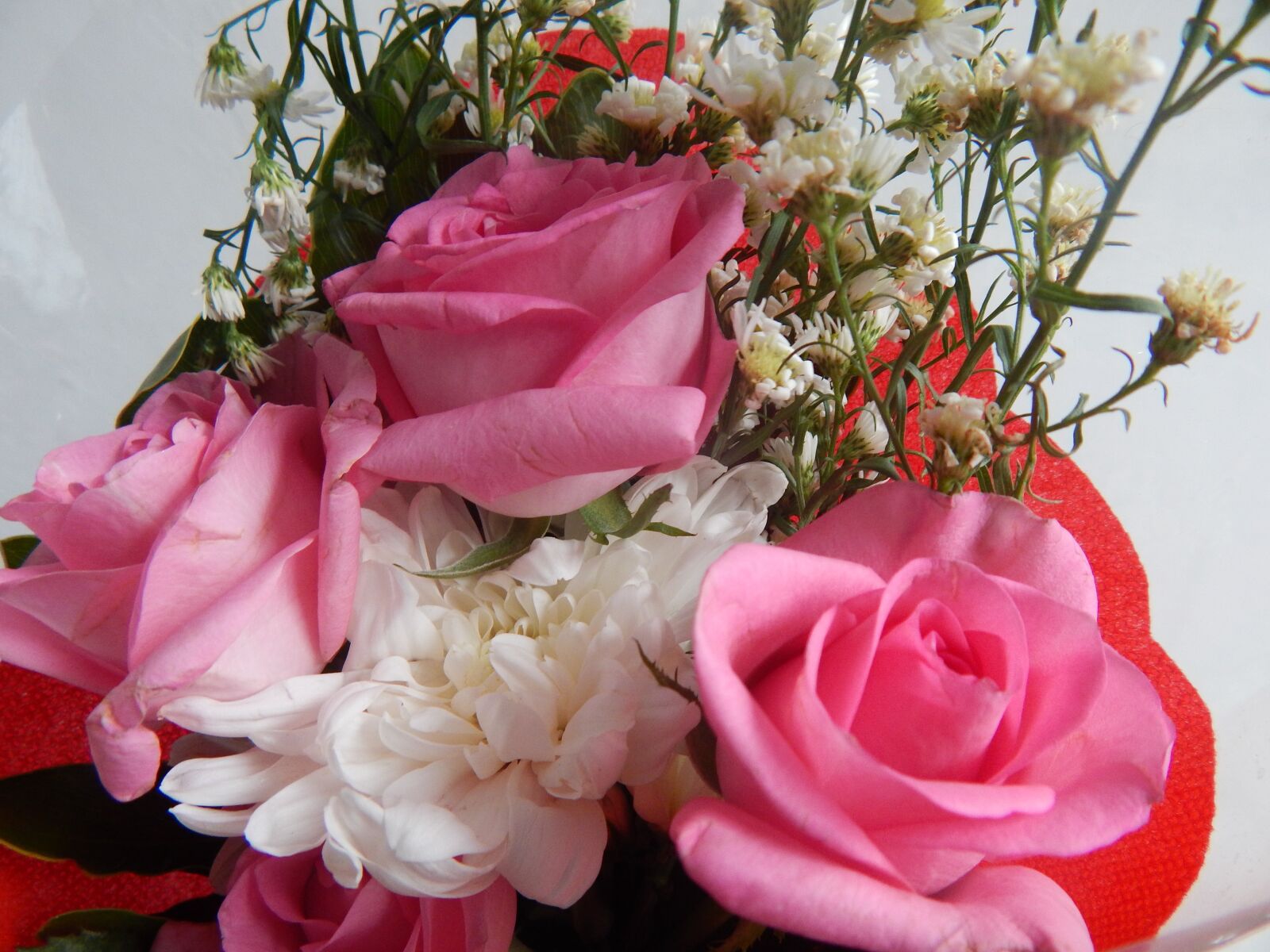 Nikon Coolpix L830 sample photo. Flowers, bloom, rose photography