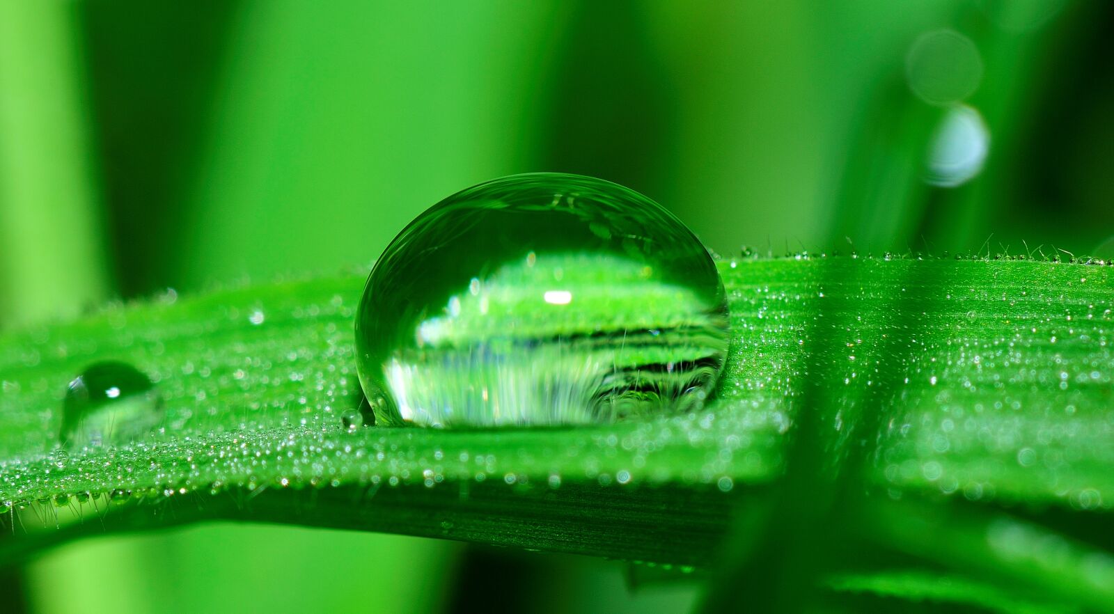 Nikon D5300 sample photo. Water, drop, grass photography