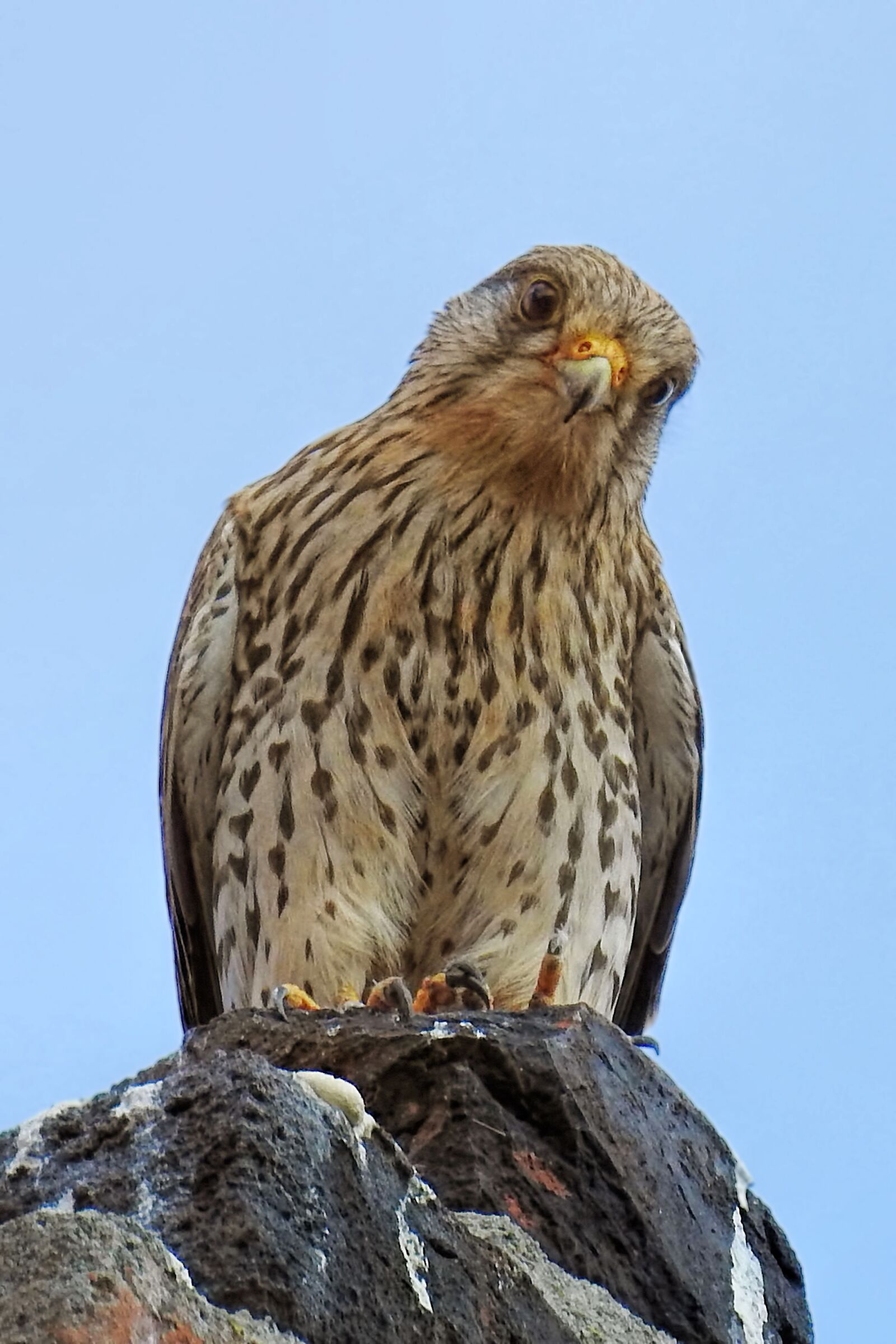 Nikon Coolpix P900 sample photo. Kestrel, falcon, bird photography
