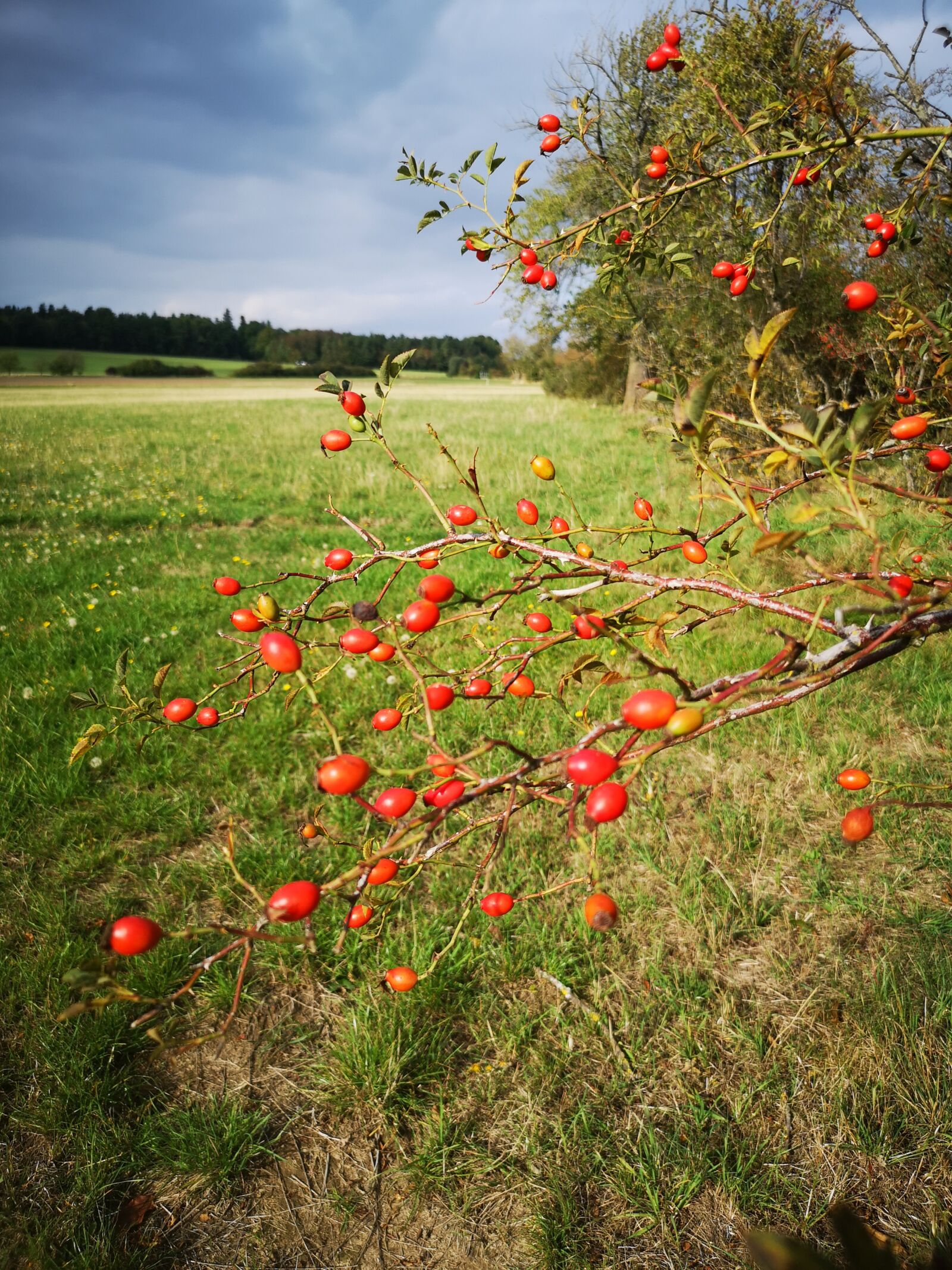 HUAWEI CLT-L29 sample photo. Rose hip, bush, fruit photography