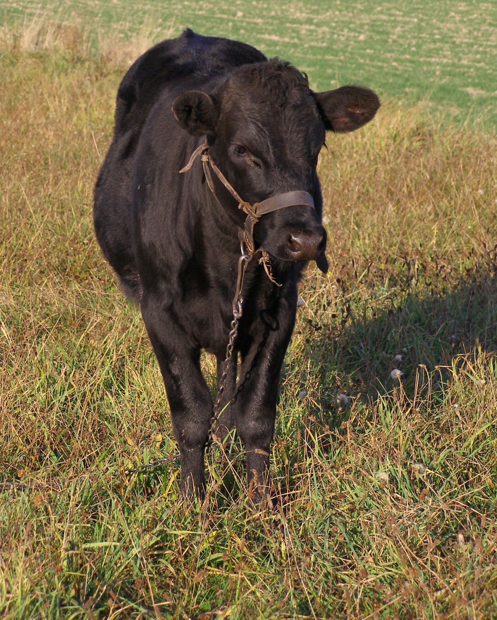 Olympus SP500UZ sample photo. Bull, young, calf photography