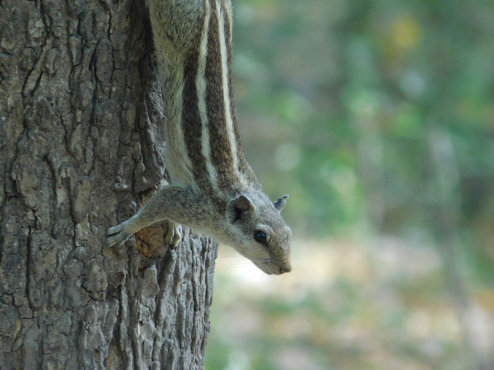Nikon Coolpix L840 sample photo. Squirrel photography
