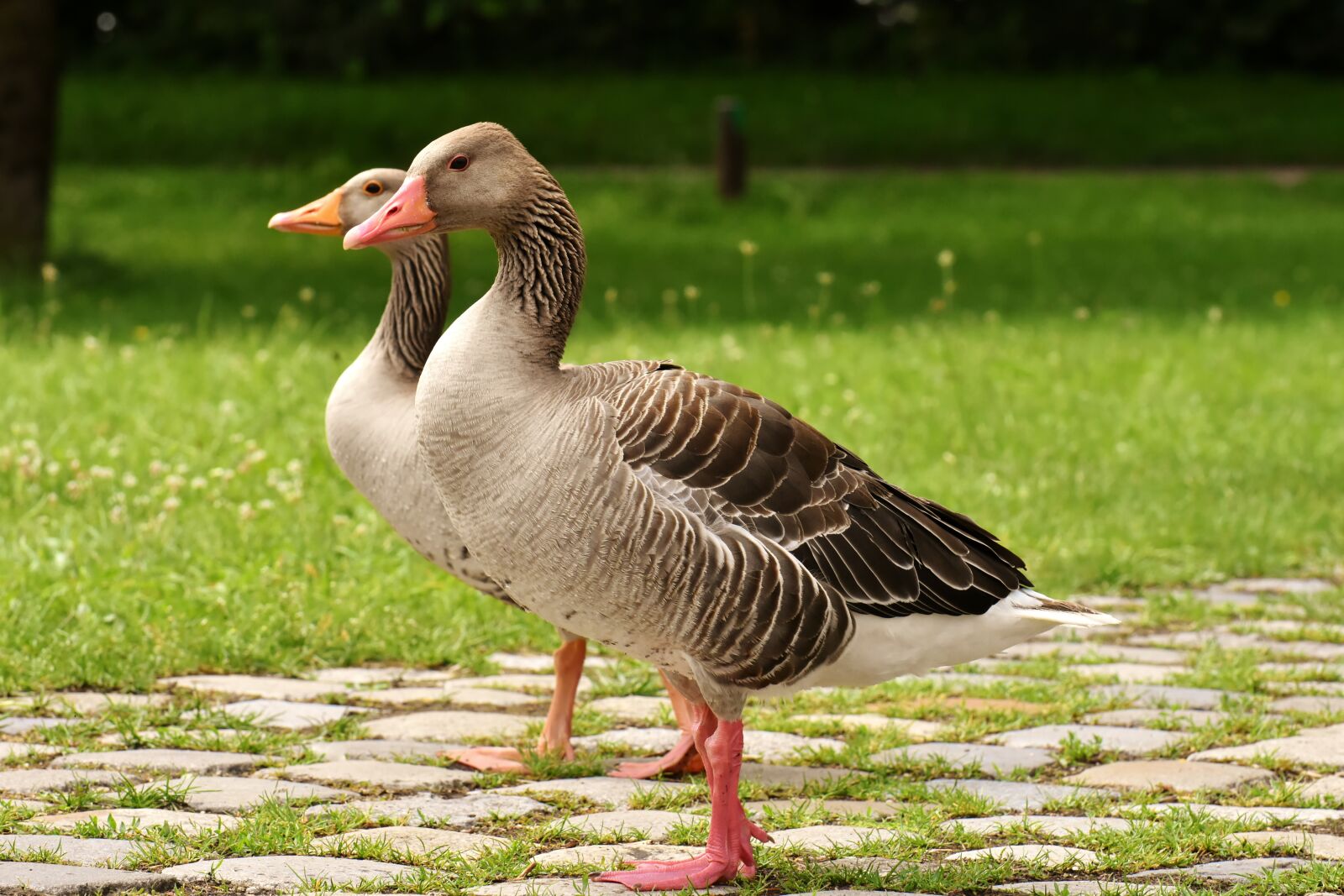 Nikon D7200 sample photo. Geese, wild geese, waterfowl photography