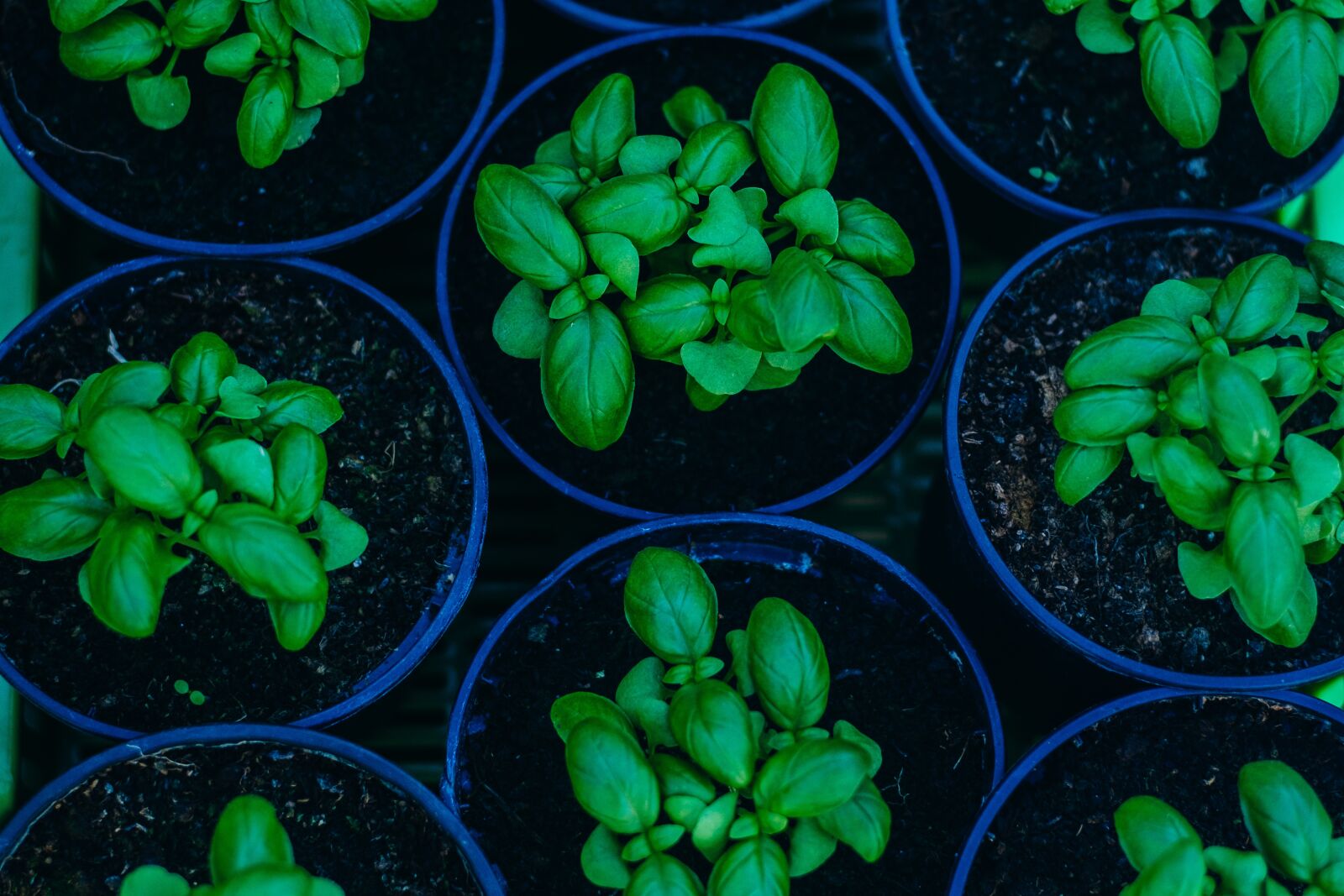 Fujifilm X-M1 sample photo. Basil, plant, green photography