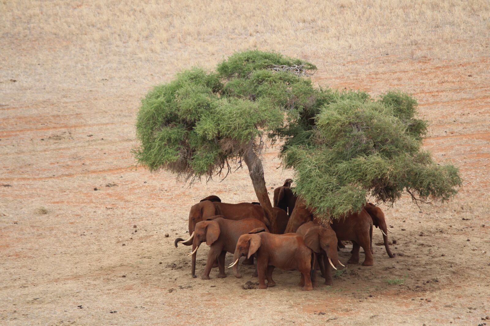 Canon EF-S 55-250mm F4-5.6 IS STM sample photo. Elephant, tsavo east, safari photography
