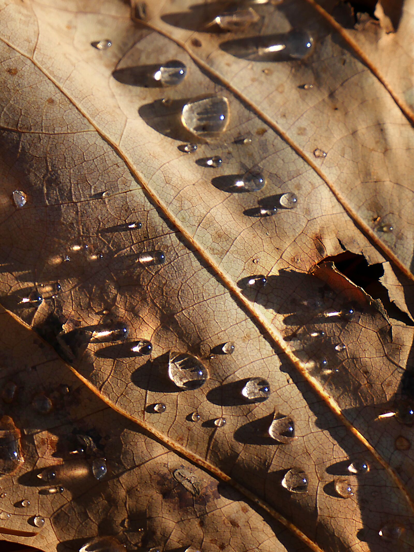 Panasonic Lumix DMC-GX8 sample photo. Leaf, water, drop photography