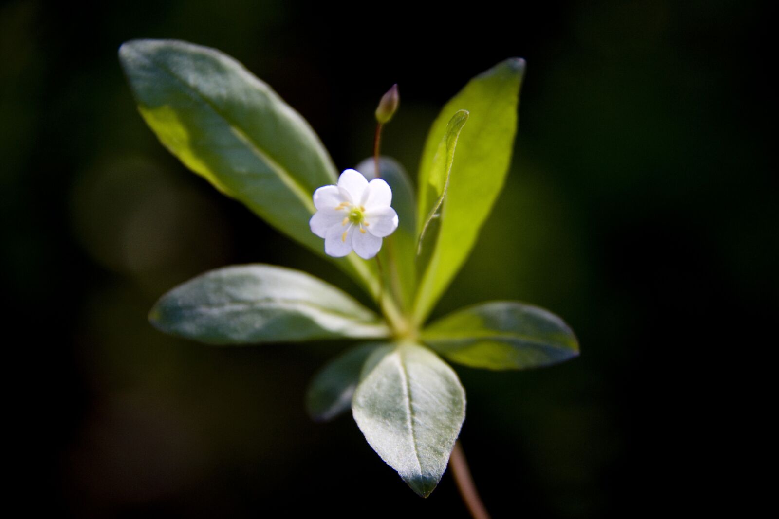 Canon EOS 50D sample photo. The nature of the photography