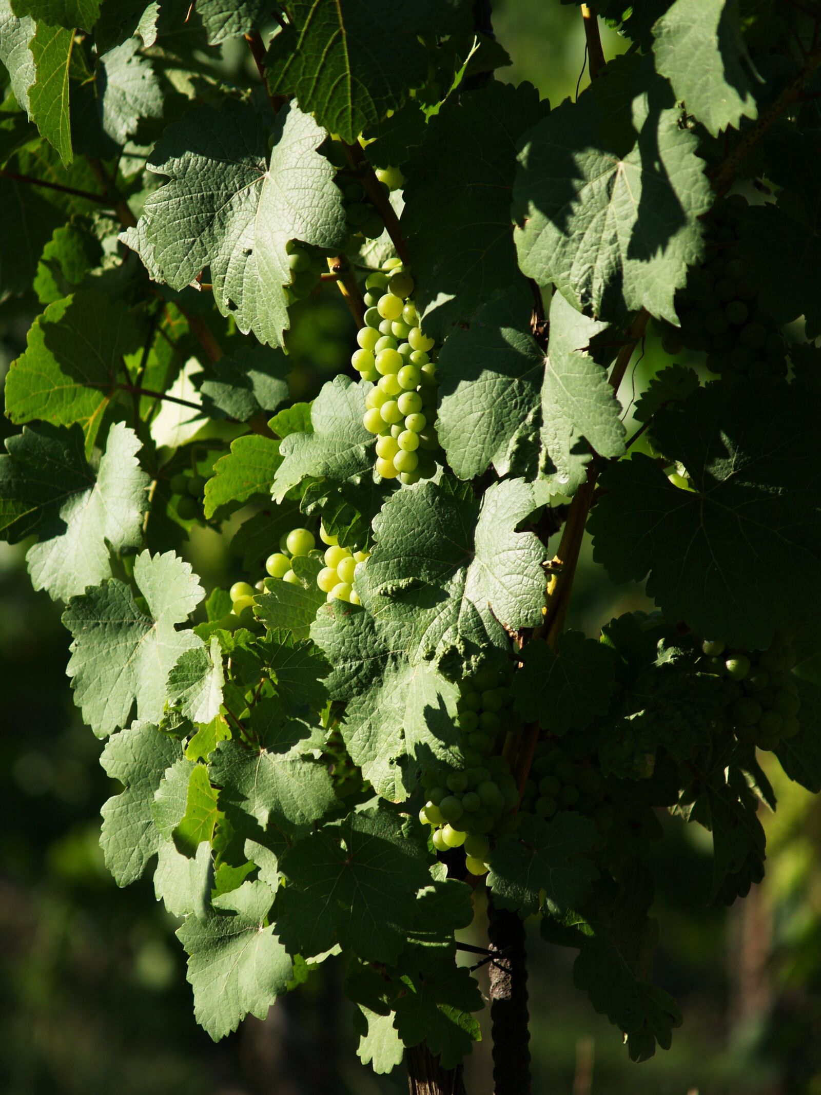Olympus E-500 (EVOLT E-500) sample photo. Grapevine, the grapes, creeper photography