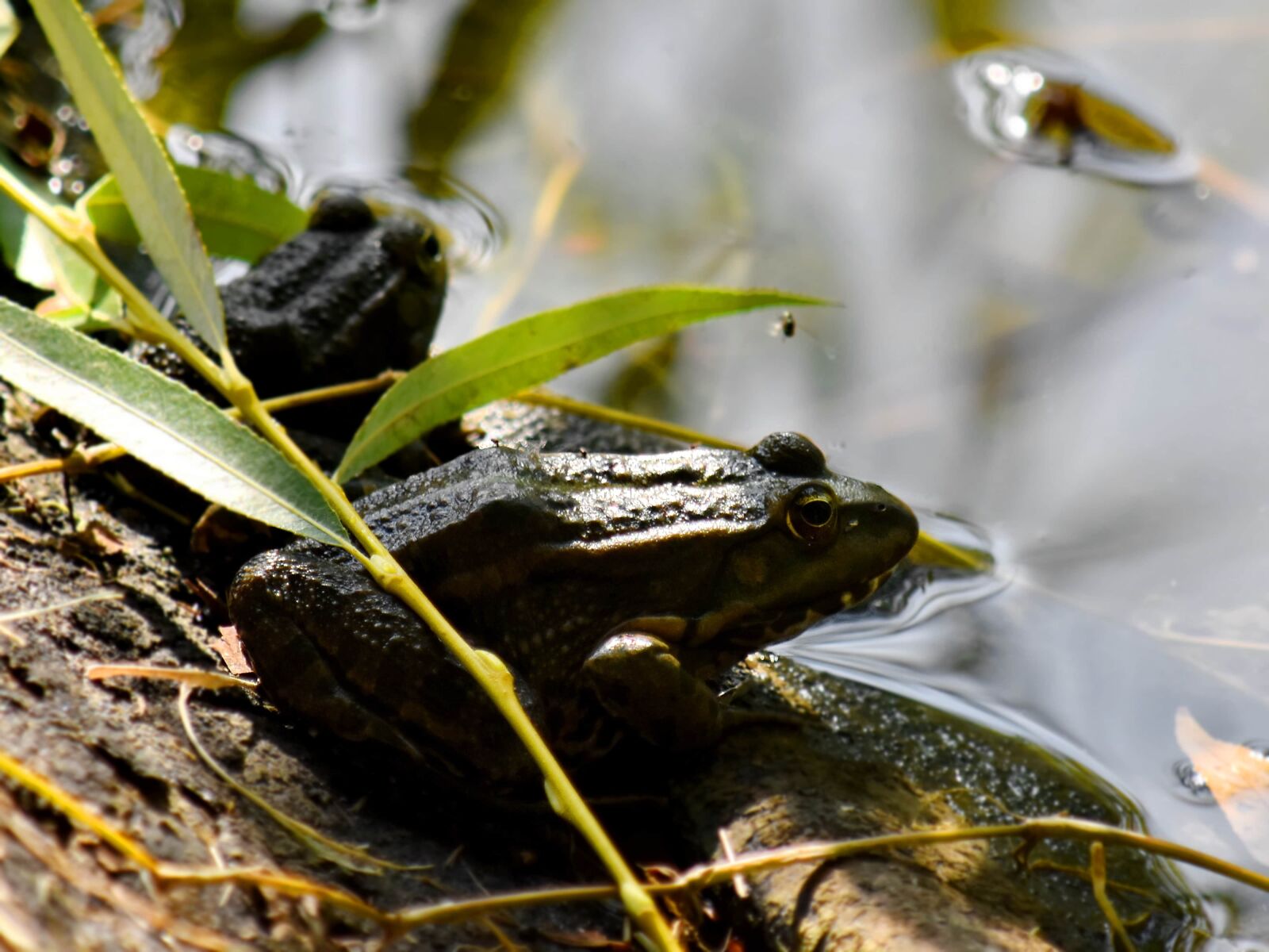 Nikon D5500 sample photo. Riverbank, amphibian, frog, bullfrog photography