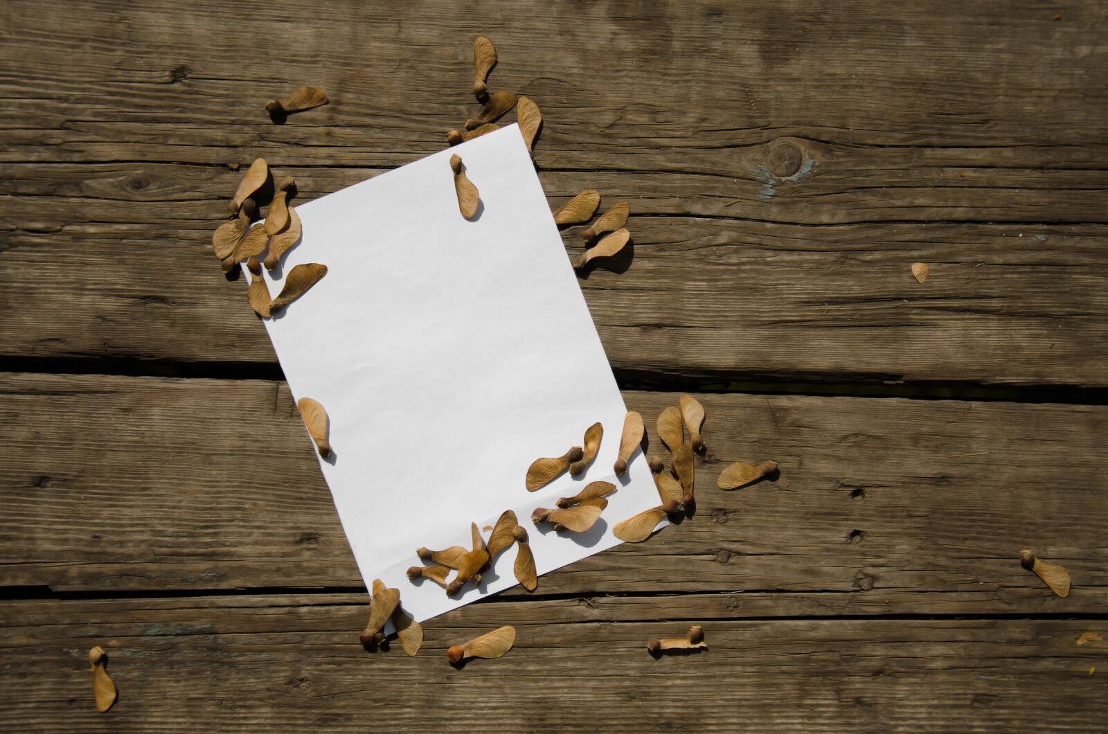 Nikon D7000 sample photo. Paper, maple, white photography