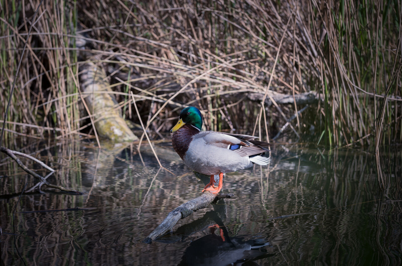 Canon EOS 5D Mark III sample photo. Birds, ducks, nature, pond photography