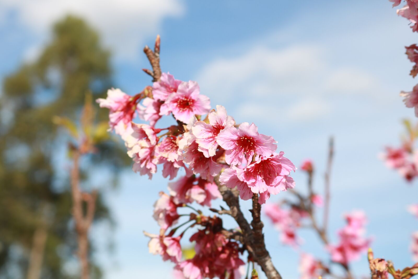 Canon EOS 750D (EOS Rebel T6i / EOS Kiss X8i) sample photo. Flowers, trees, tree photography