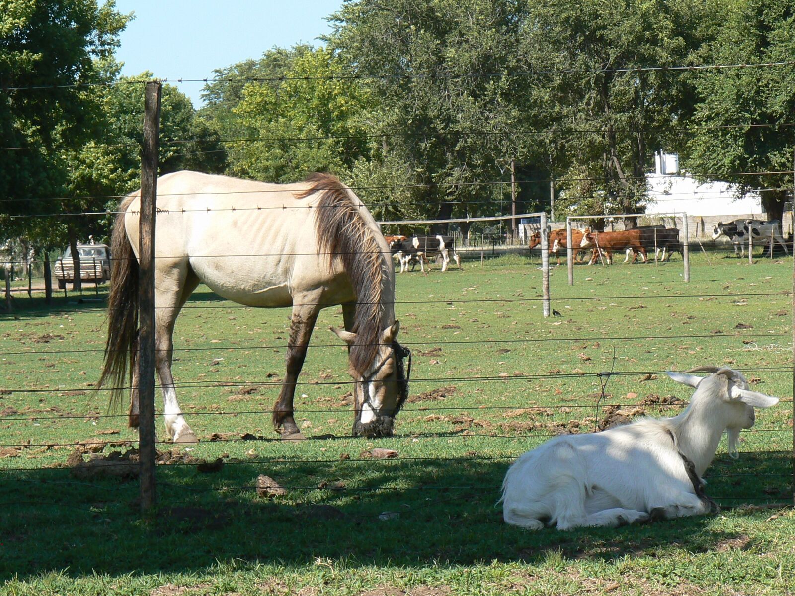 Panasonic DMC-FZ7 sample photo. Equine, animals, horse photography