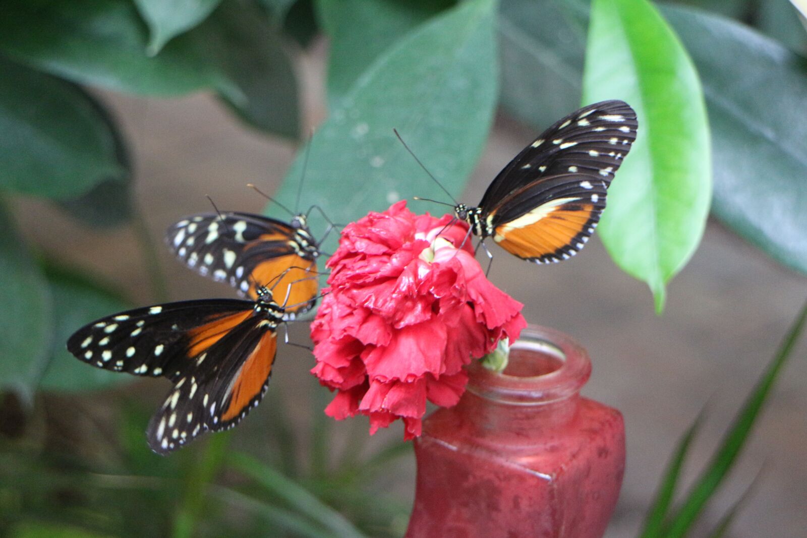 Canon EOS M sample photo. Butterflies, nature, butterfly photography