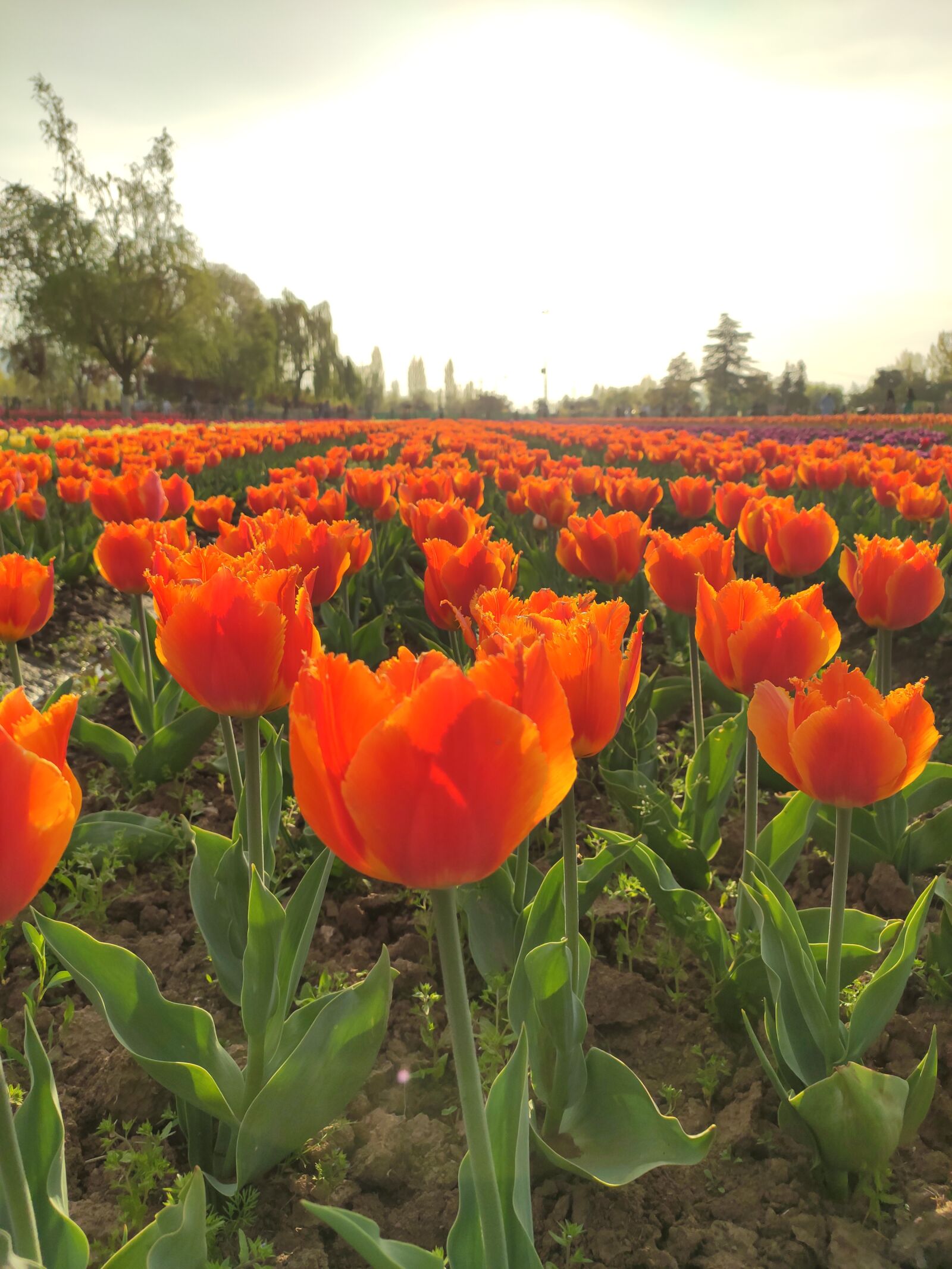 Xiaomi Redmi Note 7 Pro sample photo. Tulips, flowers, spring photography