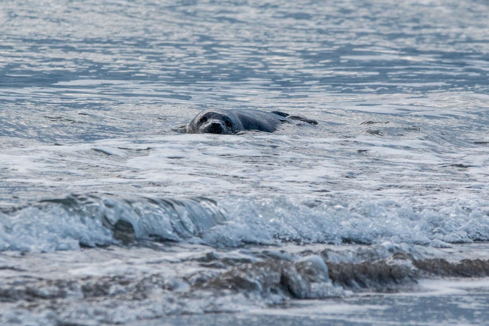 Canon EOS 70D + 150-600mm F5-6.3 DG OS HSM | Contemporary 015 sample photo. Robbe, grey seal, helgoland photography