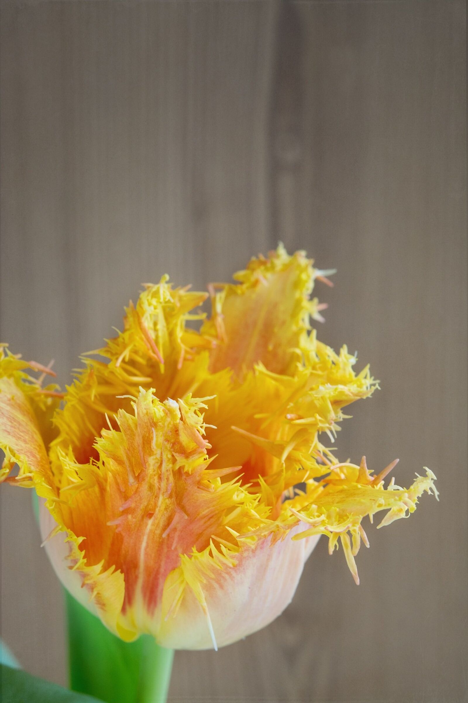 Nikon D7100 sample photo. Flower, tulip, blossom photography