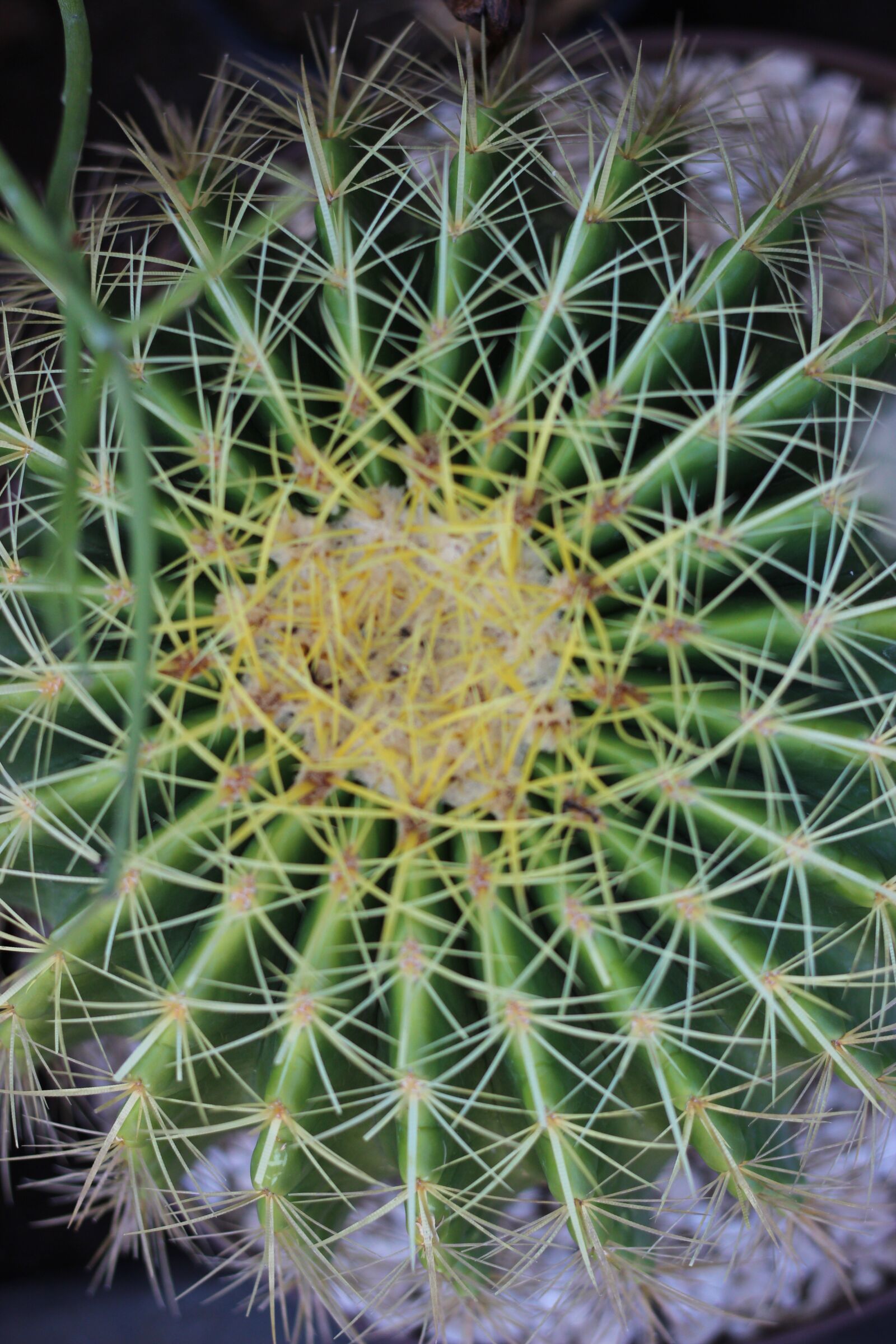 Canon EOS 600D (Rebel EOS T3i / EOS Kiss X5) + Canon EF 50mm F1.8 STM sample photo. Cactus, round cactus, tho photography