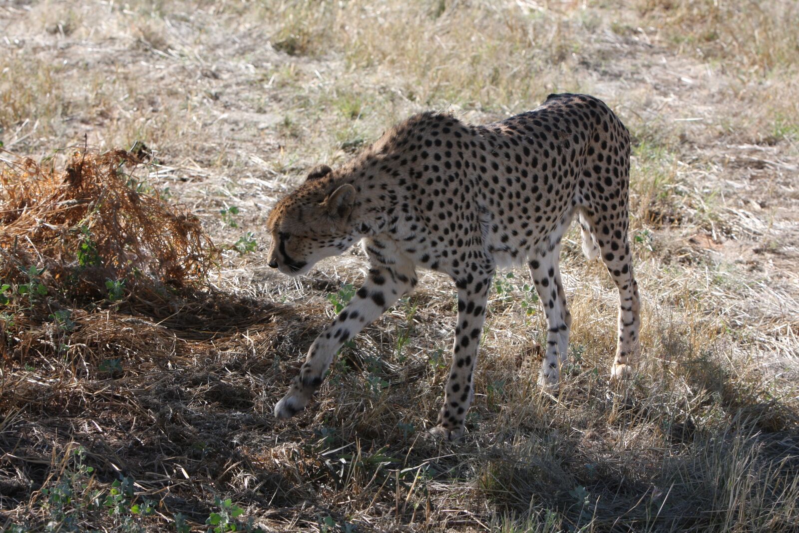 Canon EOS 40D sample photo. Cheetah, namibia, wild photography