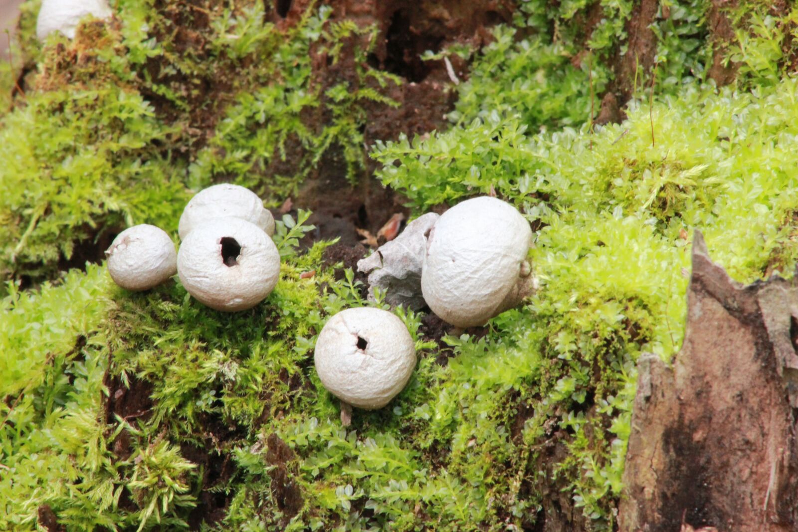 Canon EOS 550D (EOS Rebel T2i / EOS Kiss X4) sample photo. Puffballs, stump, fungus photography