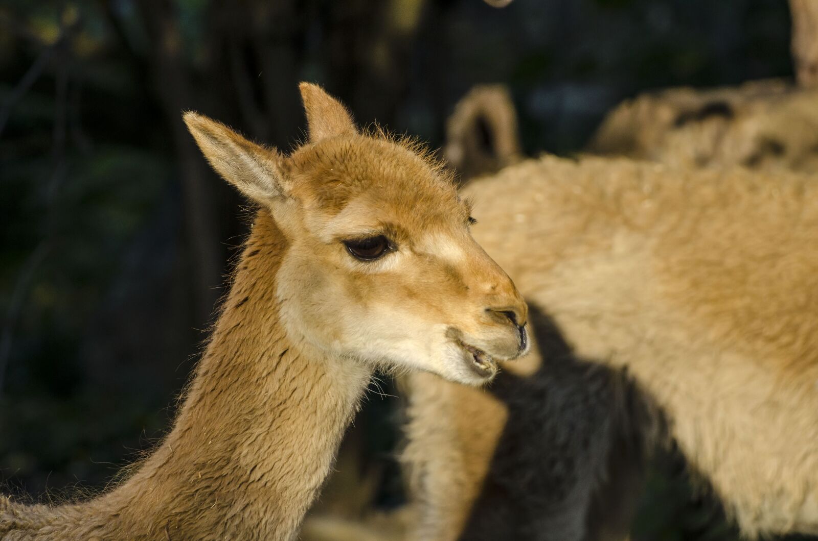 Nikon D7000 sample photo. Zoo, tiergarten, vienna photography
