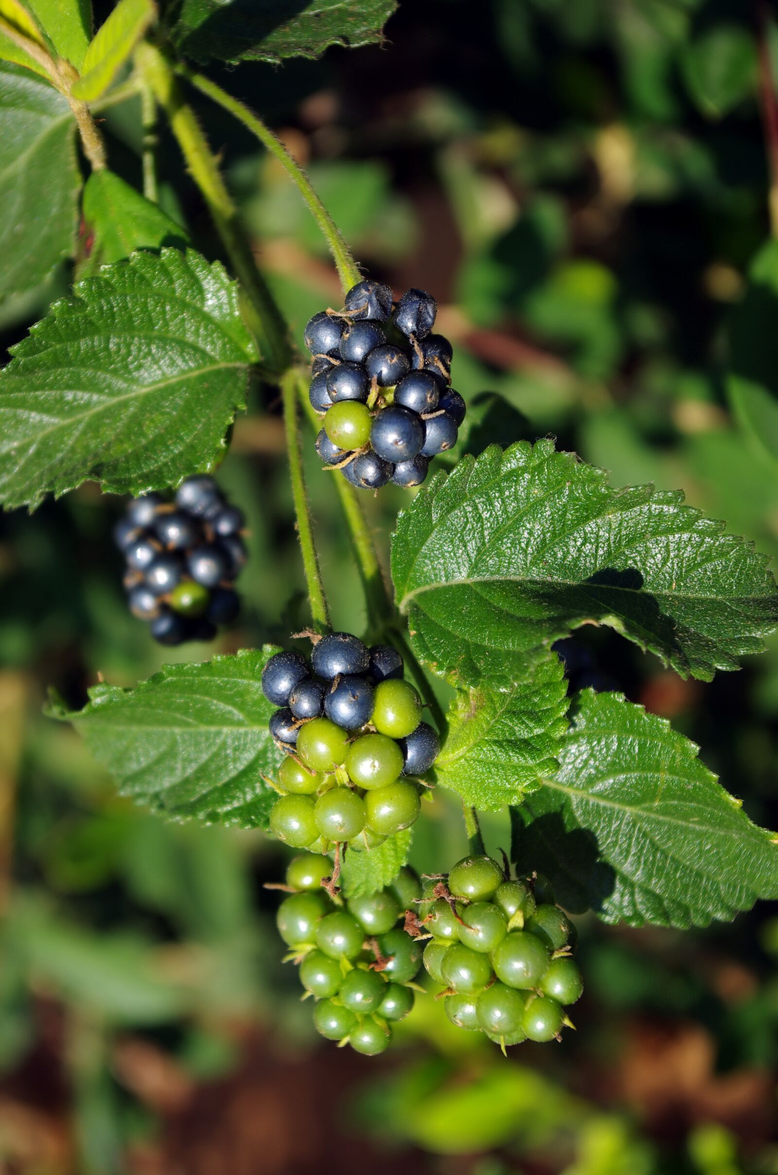 Pentax K-5 sample photo. Lantana, fruit, fruiting photography