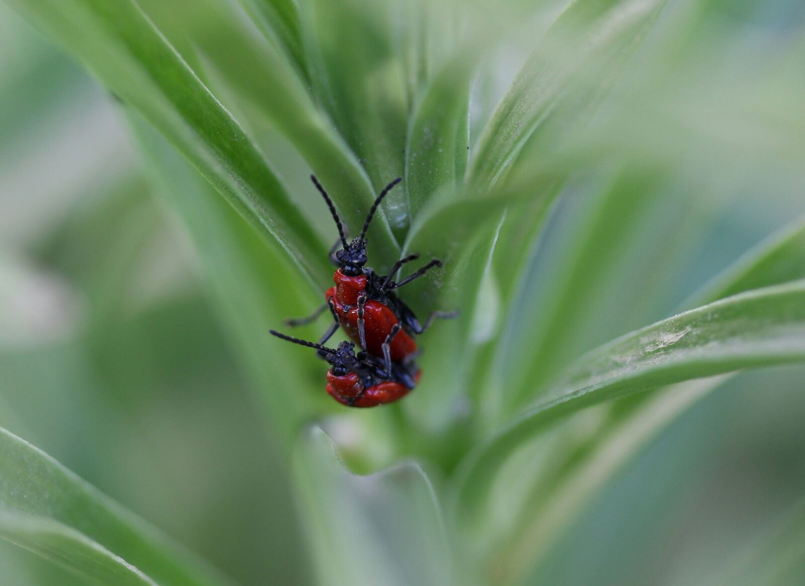 Canon EF-S 60mm F2.8 Macro USM sample photo. Insecta, red, pair photography
