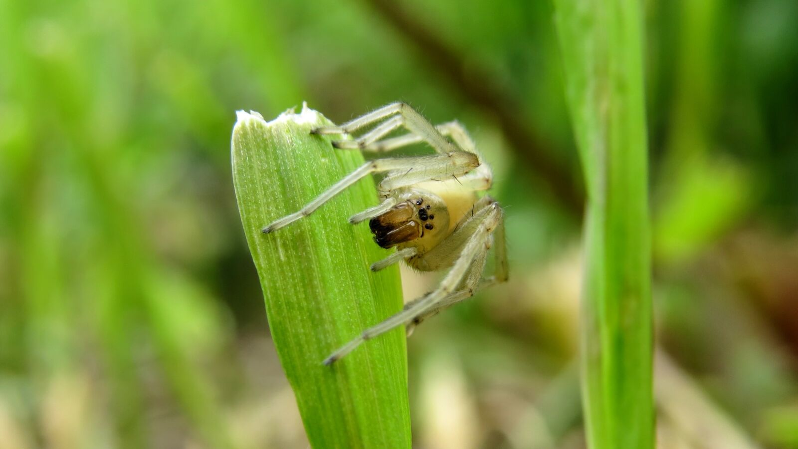Canon PowerShot SX50 HS sample photo. Spider, macro, arthropod photography