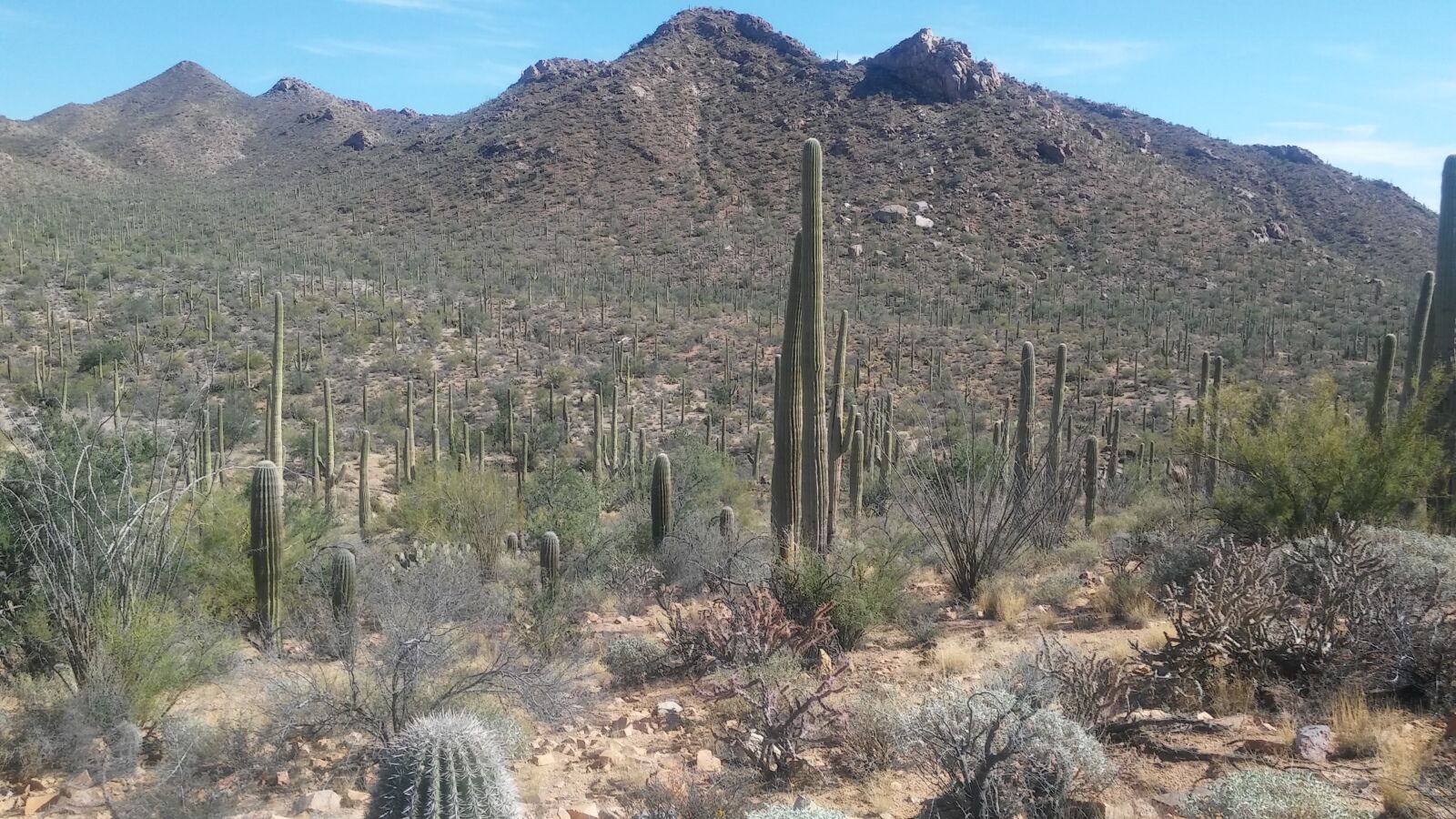LG G STYLO sample photo. Cactus, tucson, saguaro photography