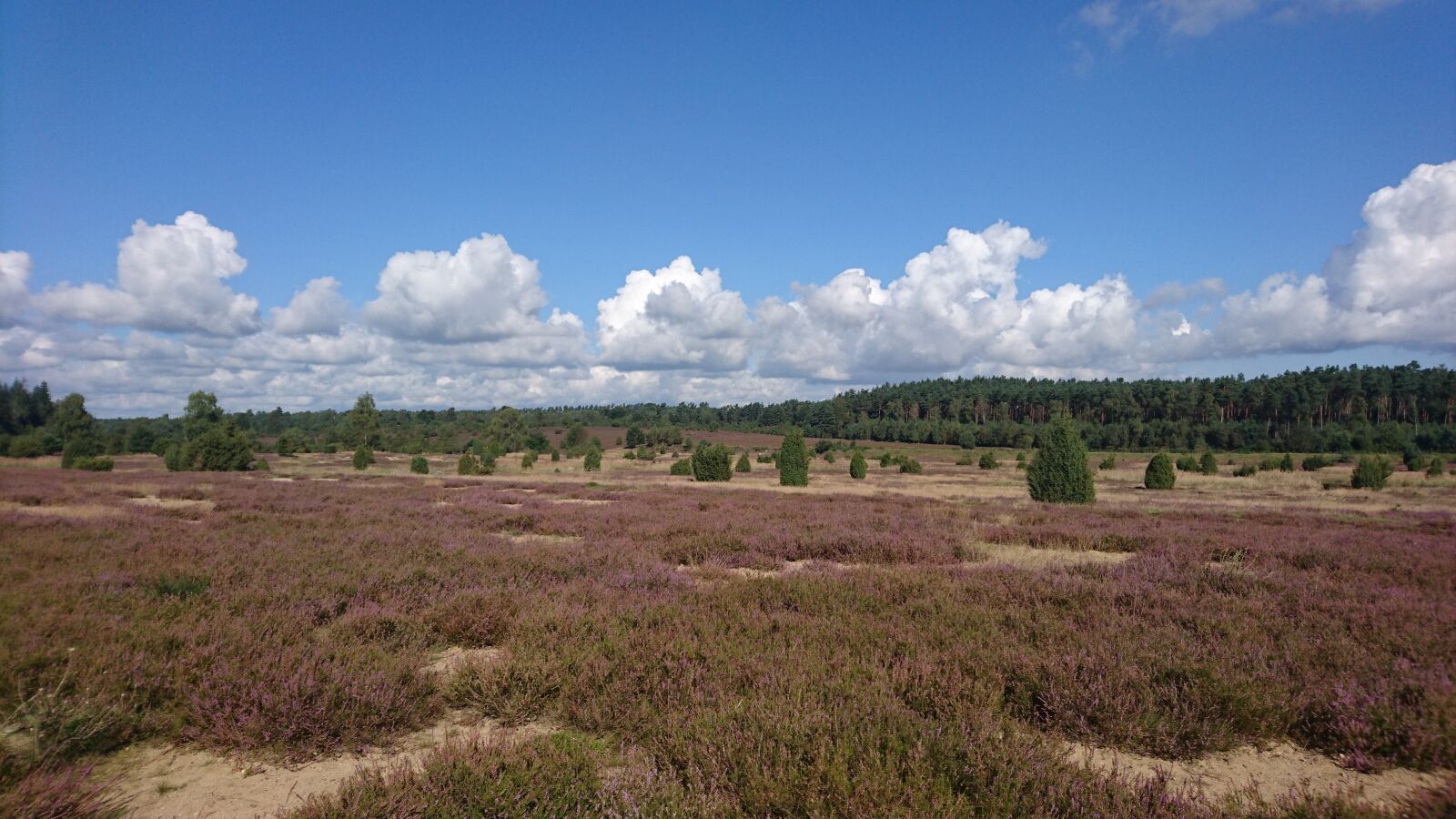 Sony Xperia Z5 sample photo. Heide, l neburg heath photography