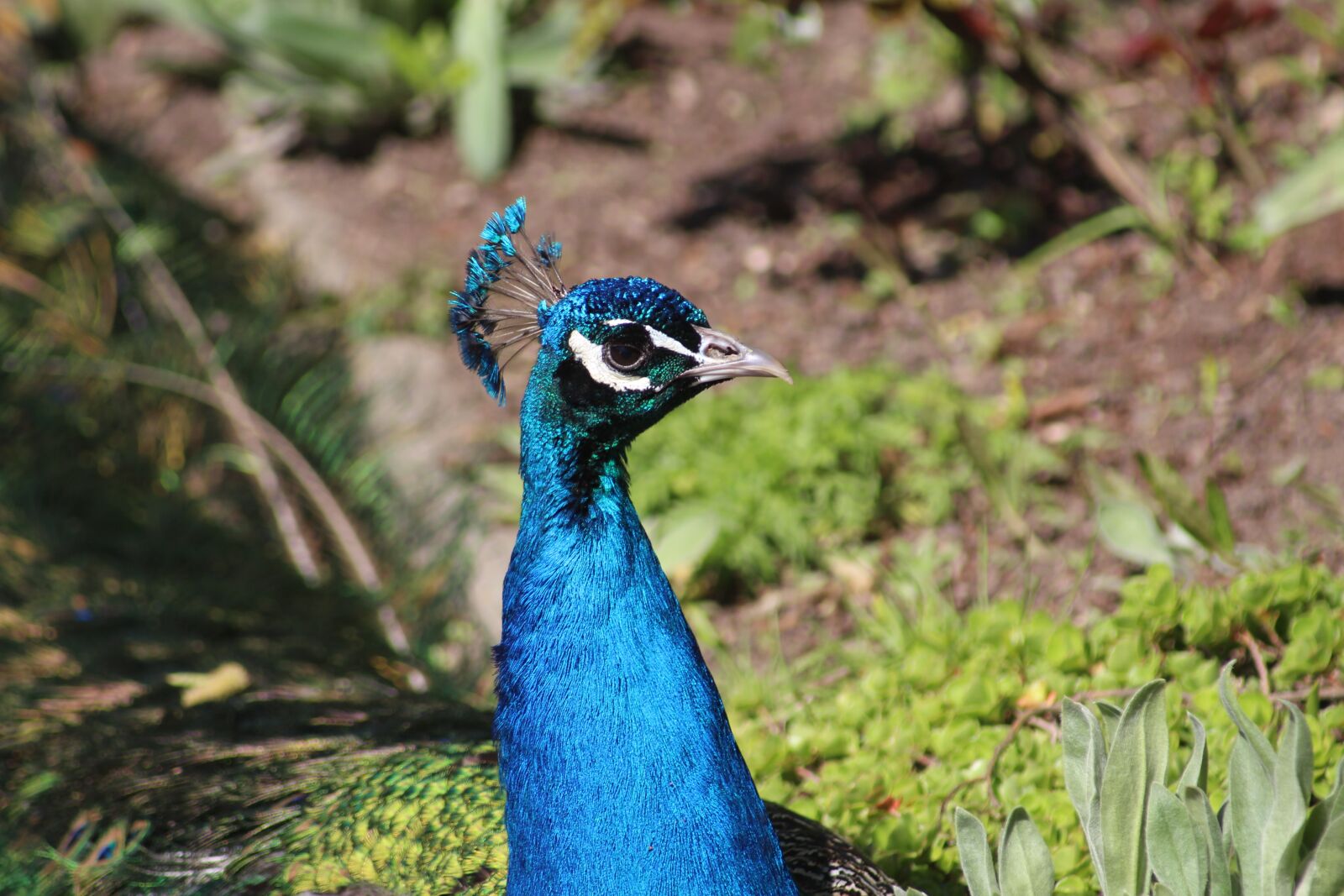Canon EF 55-200mm F4.5-5.6 II USM sample photo. Bird, nature, animal world photography