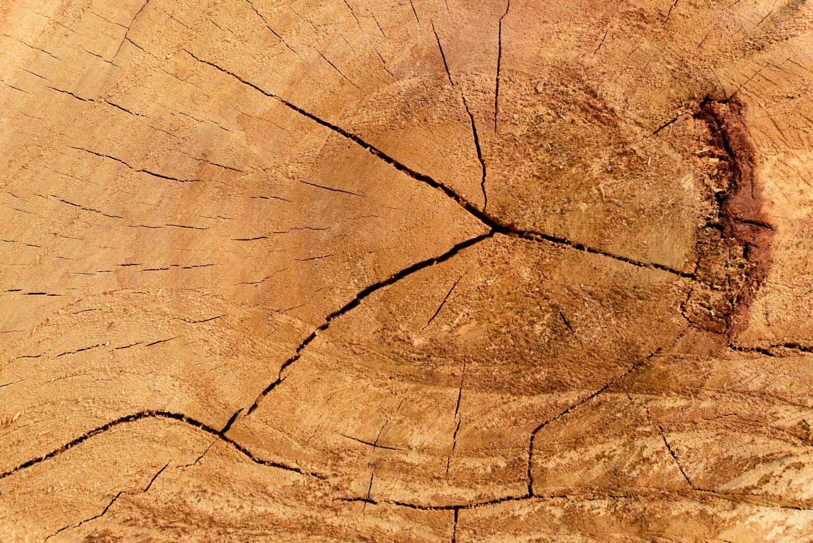 Nikon D5300 sample photo. Stub, stump, skin texture photography