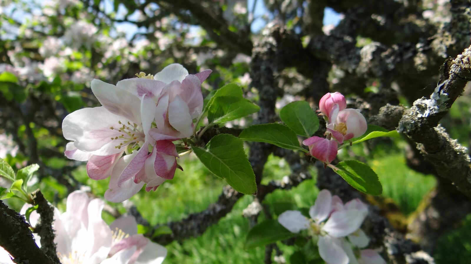 Sony Cyber-shot DSC-HX100V sample photo. Blossoms, apple, apple blossoms photography
