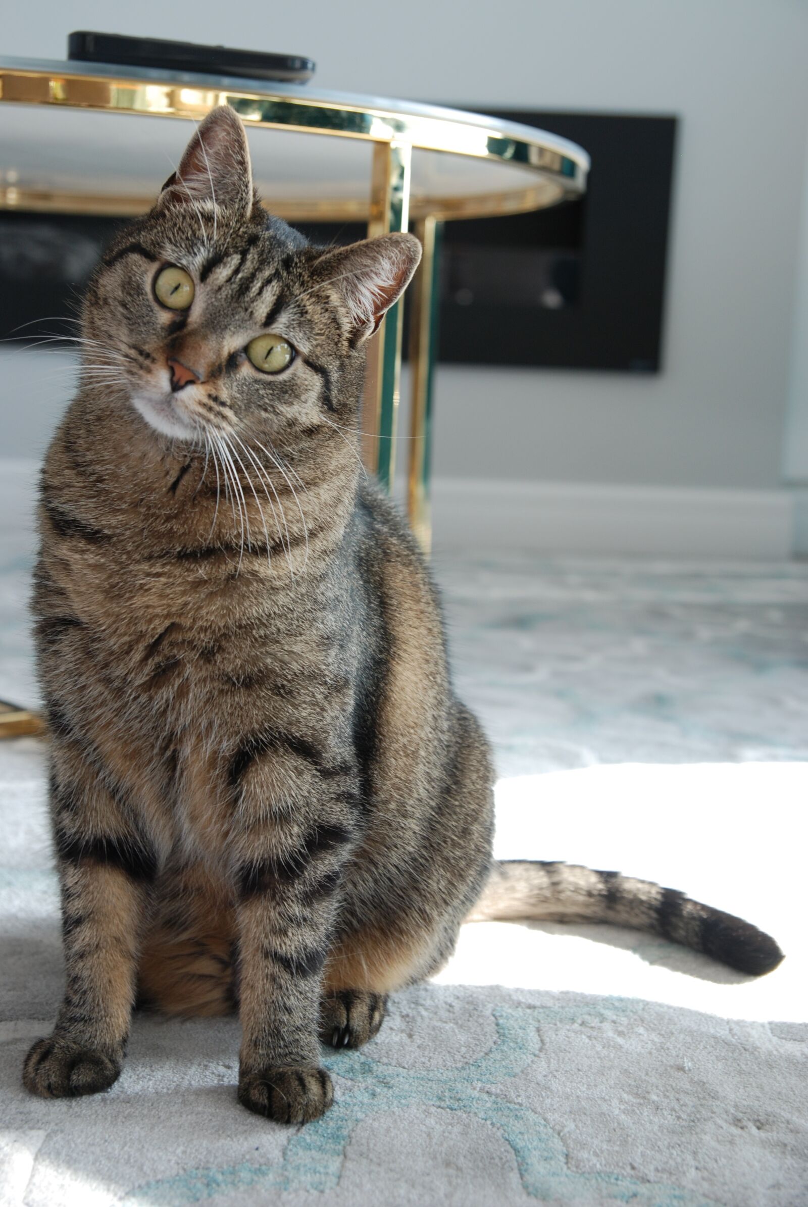 Nikon D80 sample photo. Cat, mammal, kitten photography