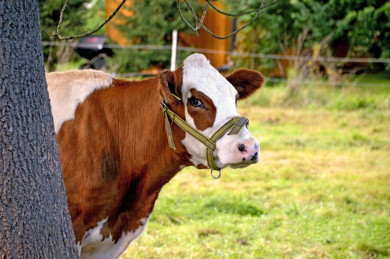 Nikon D3200 sample photo. Cow, cattle, animal photography