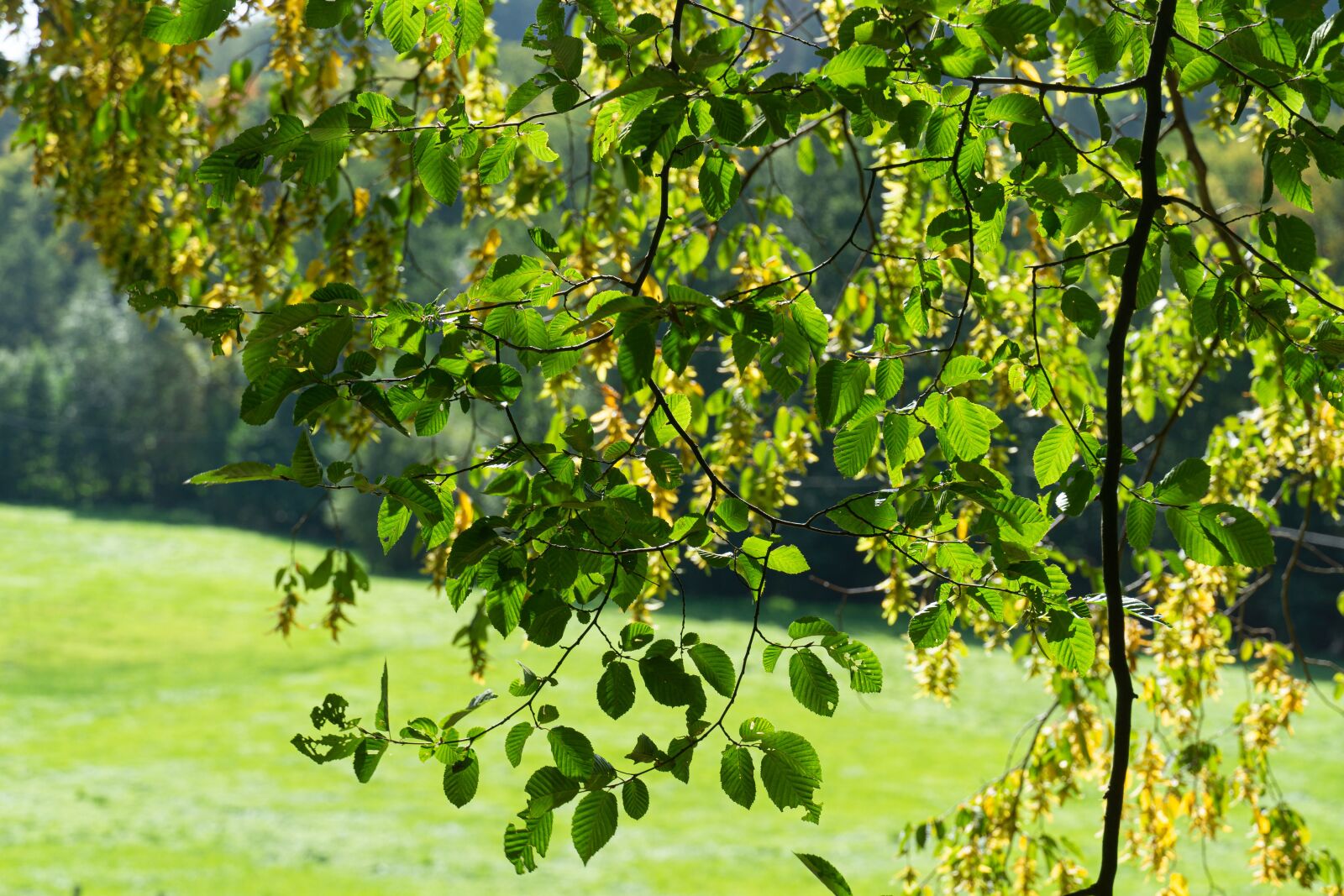Sony a6000 sample photo. Leaves, tree, summer photography