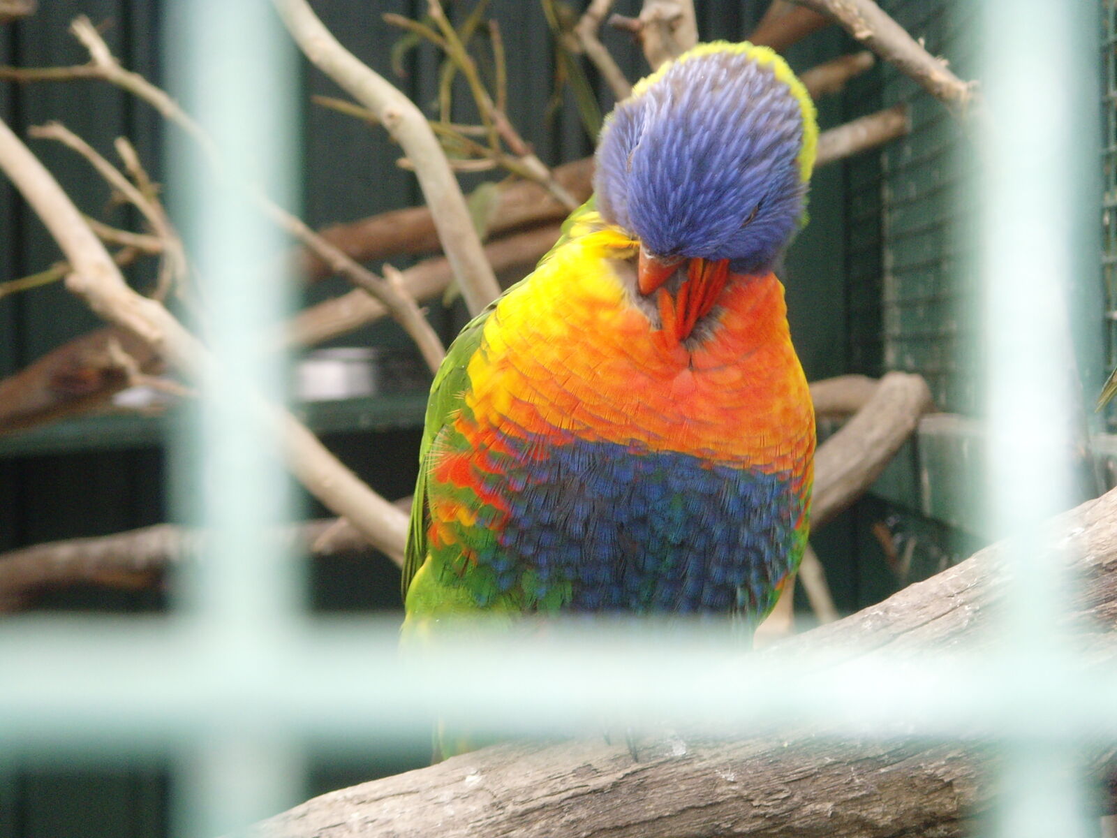 Samsung NV3,  VLUU NV3 sample photo. Colourful, bird photography