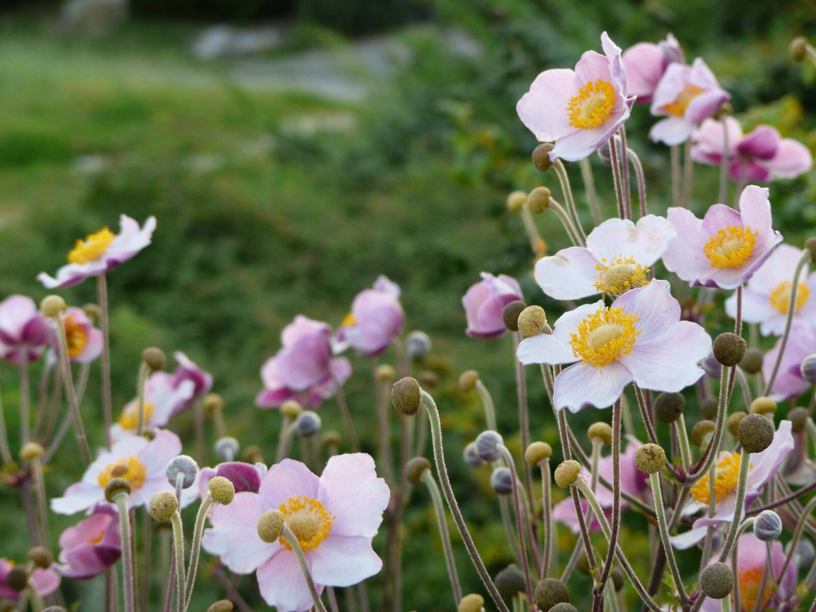 Panasonic PHOTOfunSTUDIO 8.3 PE sample photo. Anemone, flowers, pink photography