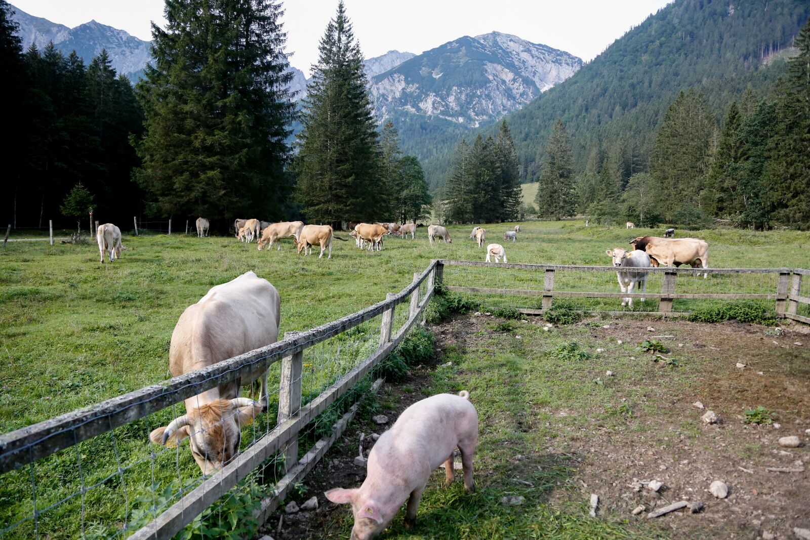 Canon EF 24-105mm F4L IS USM sample photo. Pasture, alm, cows photography