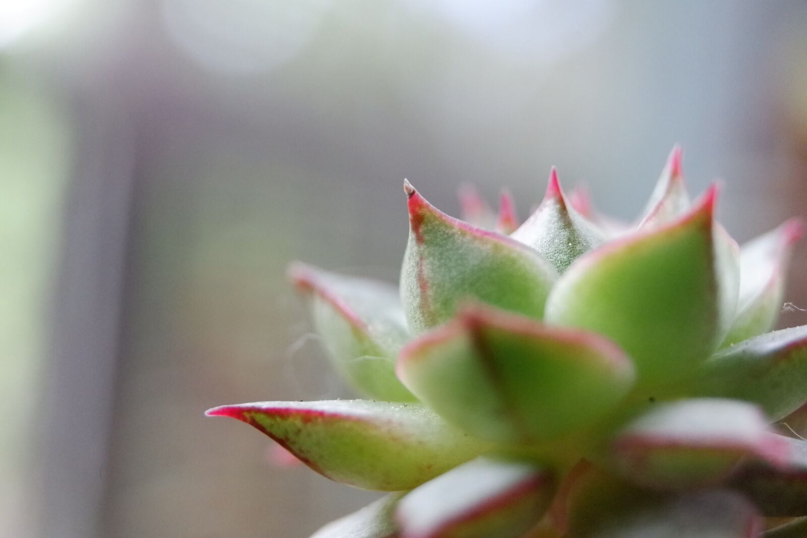 Fujifilm X-A3 sample photo. Cactus, succulent, cacti photography