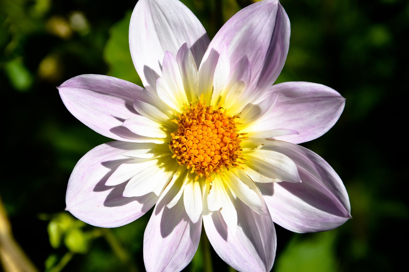 Nikon D3500 sample photo. Dahlia, flower, blossom photography