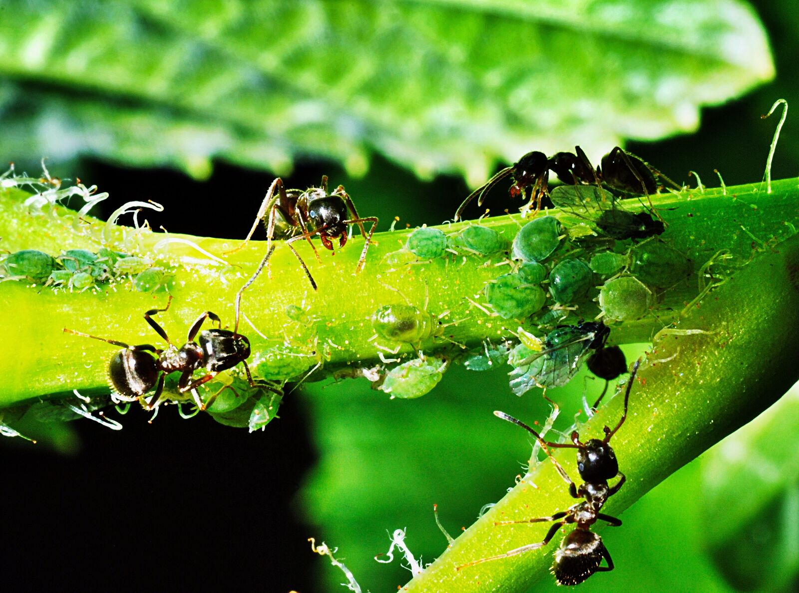 Nikon D80 sample photo. Aphids, insects, ants photography