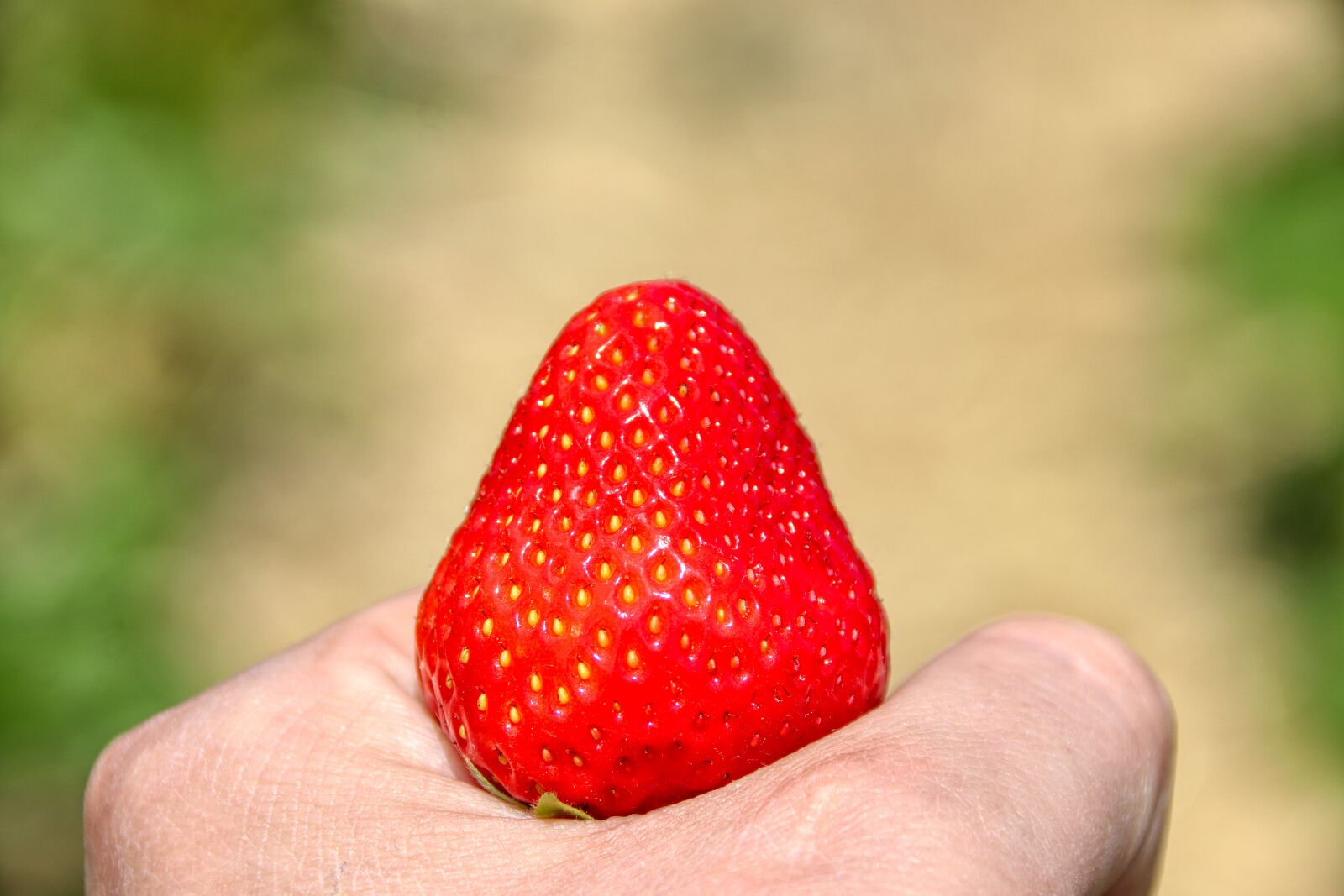 Canon EOS 80D sample photo. Strawberry, hand, growth photography