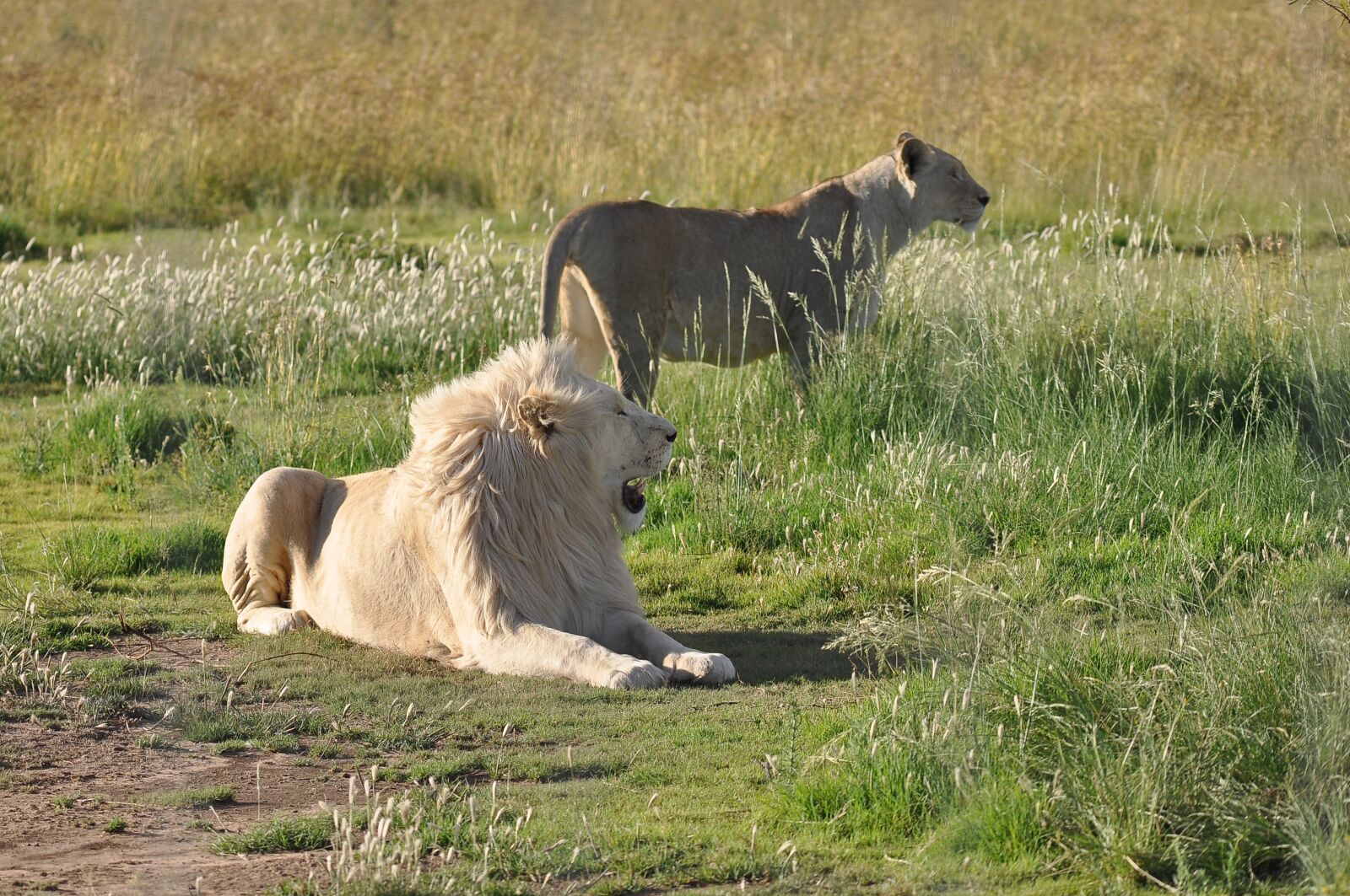 Nikon D90 sample photo. Animal, wildlife, mammal photography